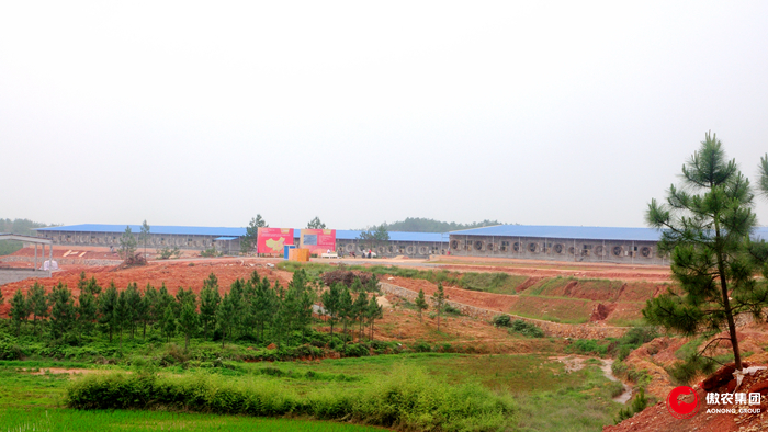 熟妇丰满多毛的大隂户