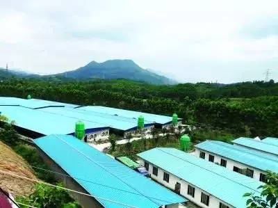 熟妇丰满多毛的大隂户