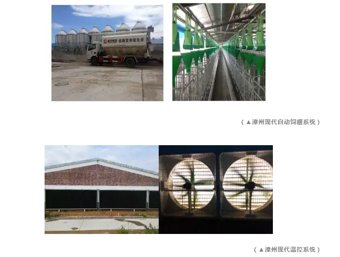 熟妇丰满多毛的大隂户