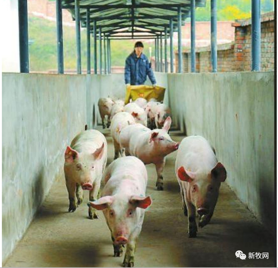 熟妇丰满多毛的大隂户