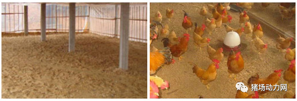 熟妇丰满多毛的大隂户