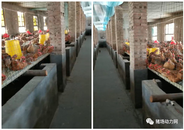 熟妇丰满多毛的大隂户