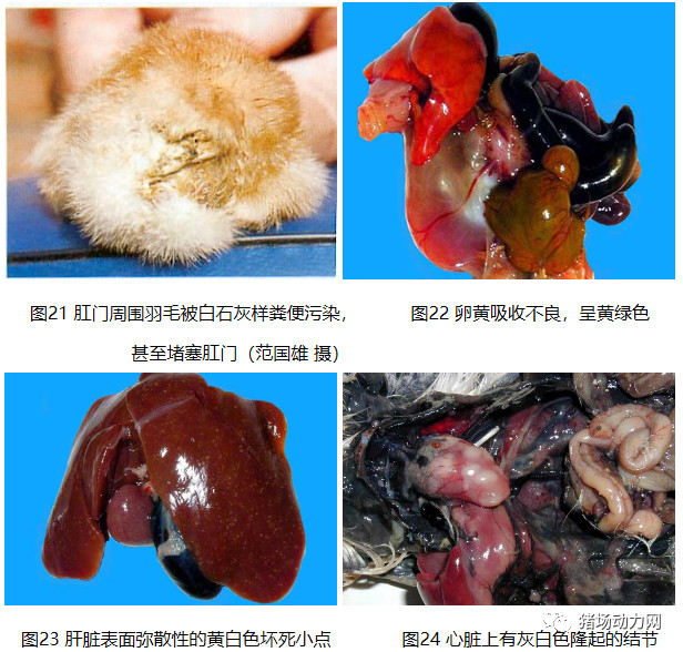 熟妇丰满多毛的大隂户