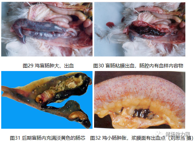 熟妇丰满多毛的大隂户