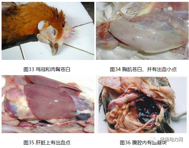 熟妇丰满多毛的大隂户