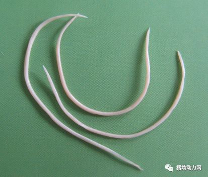 熟妇丰满多毛的大隂户