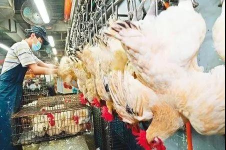 熟妇丰满多毛的大隂户