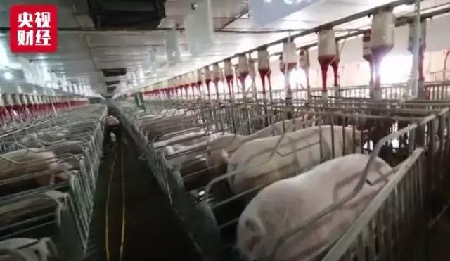 熟妇丰满多毛的大隂户