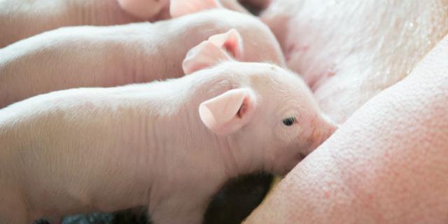 熟妇丰满多毛的大隂户