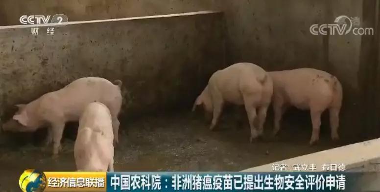 熟妇丰满多毛的大隂户