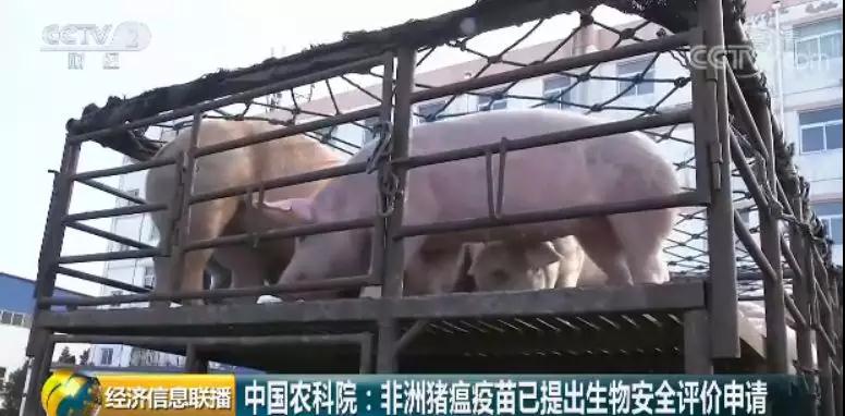 熟妇丰满多毛的大隂户