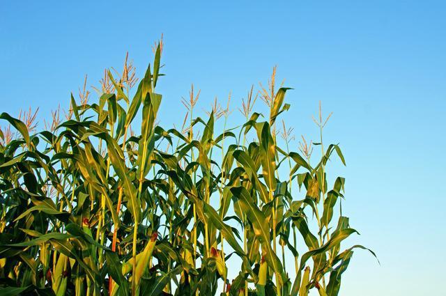 熟妇丰满多毛的大隂户