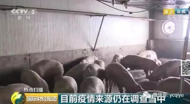 熟妇丰满多毛的大隂户