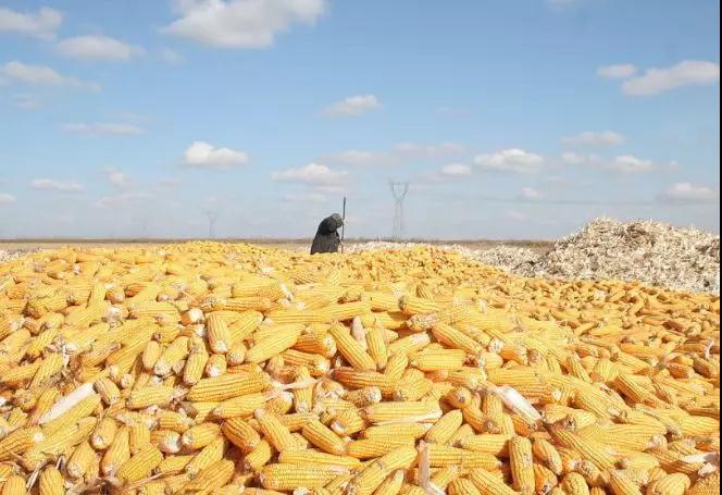 熟妇丰满多毛的大隂户