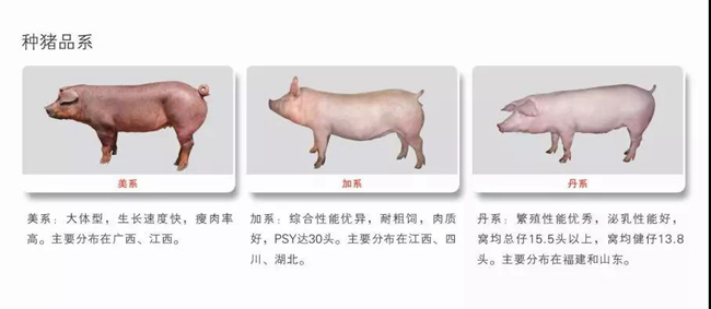 熟妇丰满多毛的大隂户