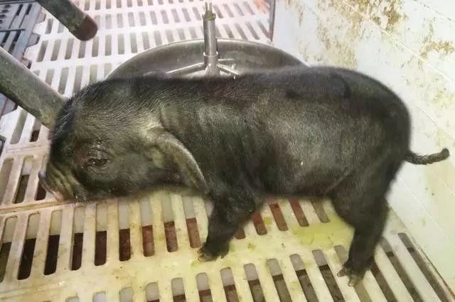 熟妇丰满多毛的大隂户