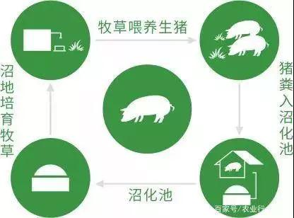 熟妇丰满多毛的大隂户