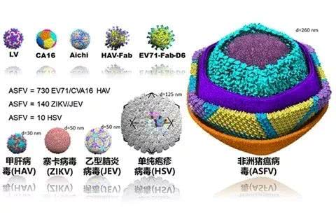 熟妇丰满多毛的大隂户