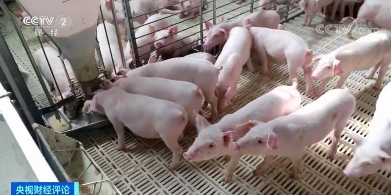 熟妇丰满多毛的大隂户