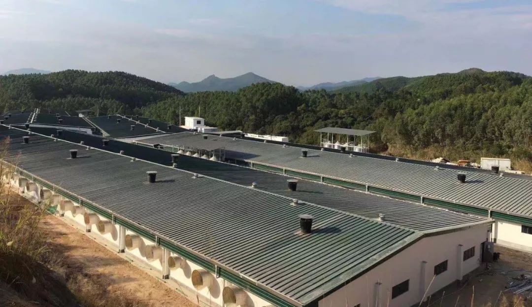 熟妇丰满多毛的大隂户