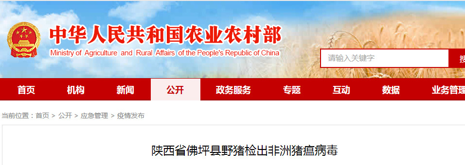 熟妇丰满多毛的大隂户