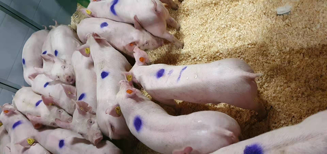 熟妇丰满多毛的大隂户