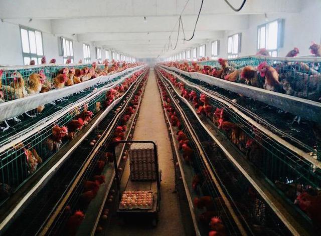 熟妇丰满多毛的大隂户