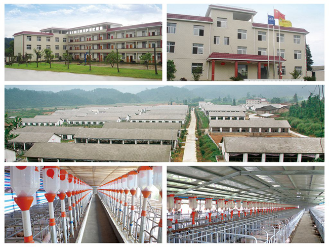 熟妇丰满多毛的大隂户