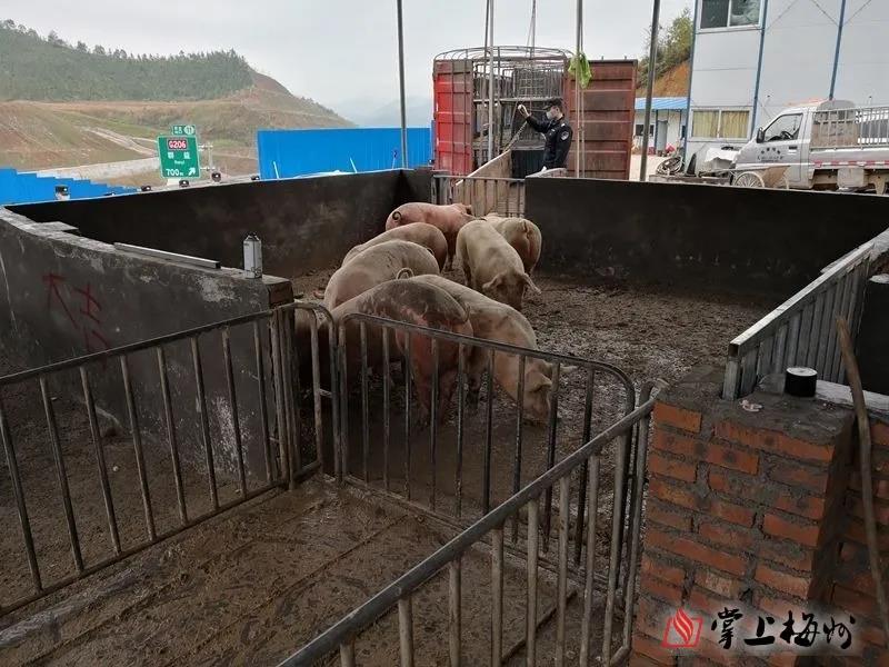 熟妇丰满多毛的大隂户