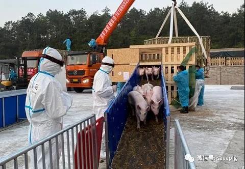 熟妇丰满多毛的大隂户