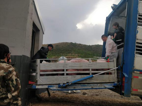 熟妇丰满多毛的大隂户