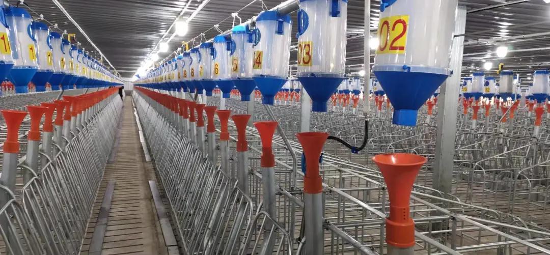 熟妇丰满多毛的大隂户