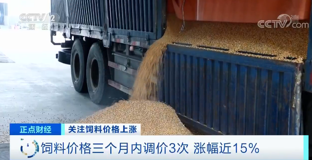 熟妇丰满多毛的大隂户