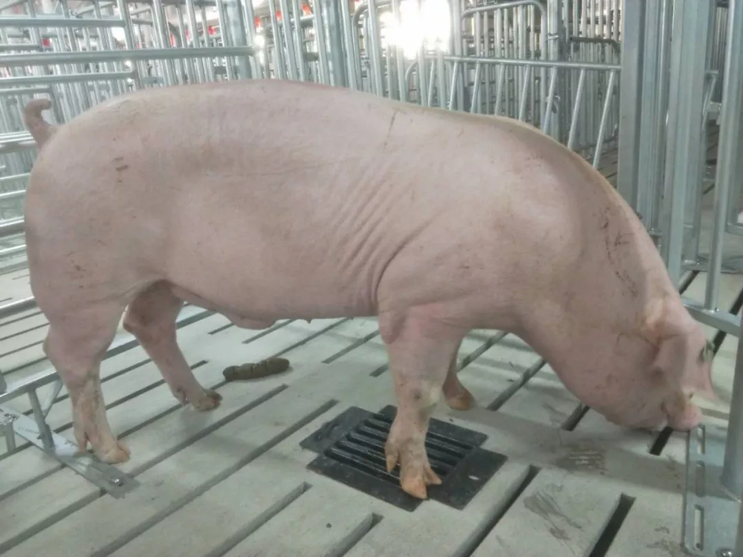 熟妇丰满多毛的大隂户