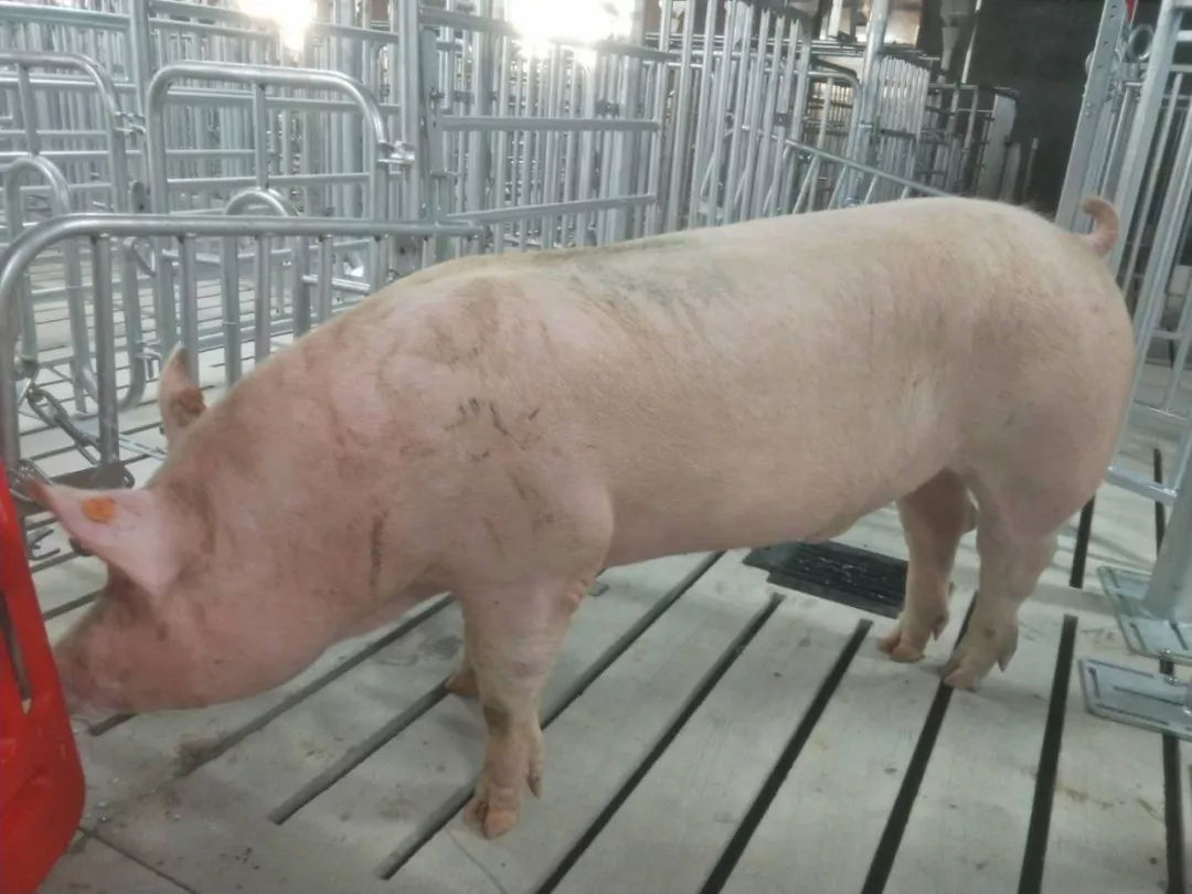 熟妇丰满多毛的大隂户