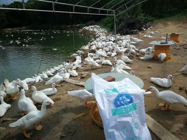 熟妇丰满多毛的大隂户