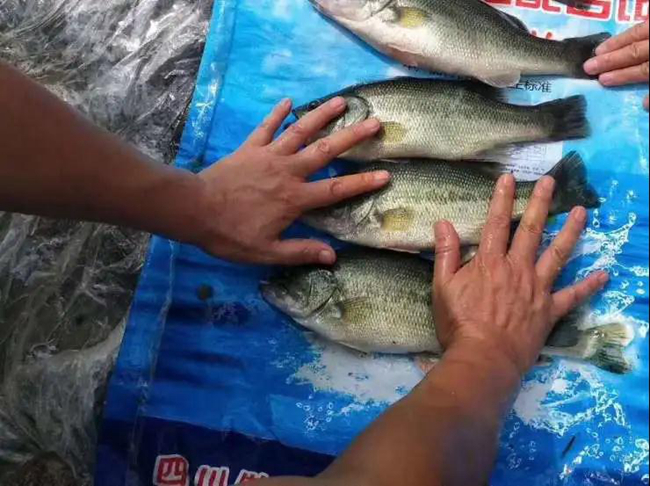 熟妇丰满多毛的大隂户