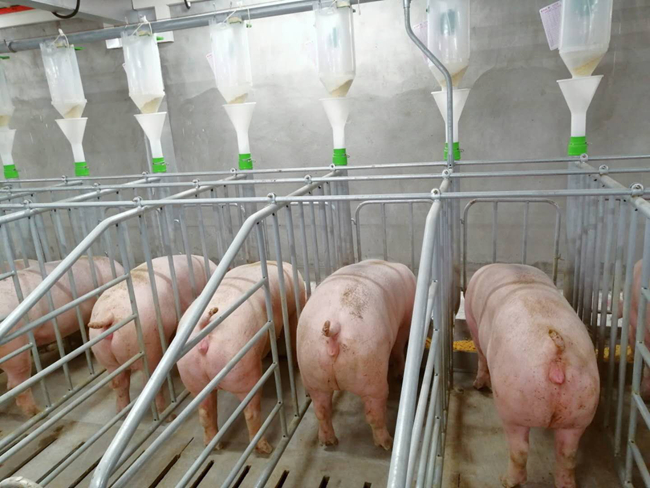 熟妇丰满多毛的大隂户