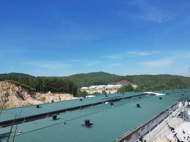 熟妇丰满多毛的大隂户