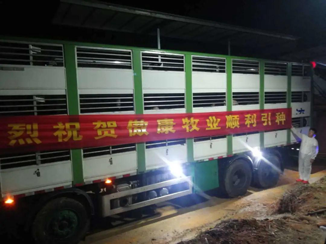 熟妇丰满多毛的大隂户