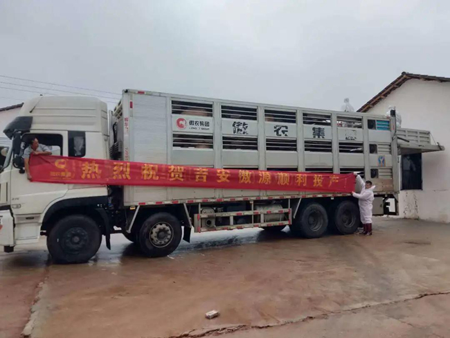 熟妇丰满多毛的大隂户