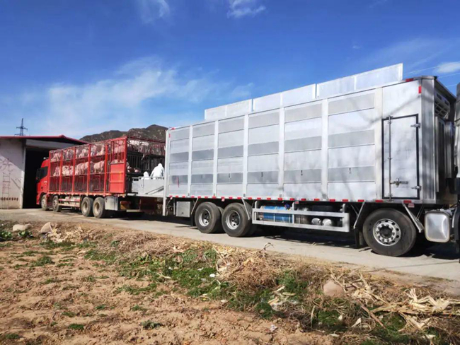 熟妇丰满多毛的大隂户