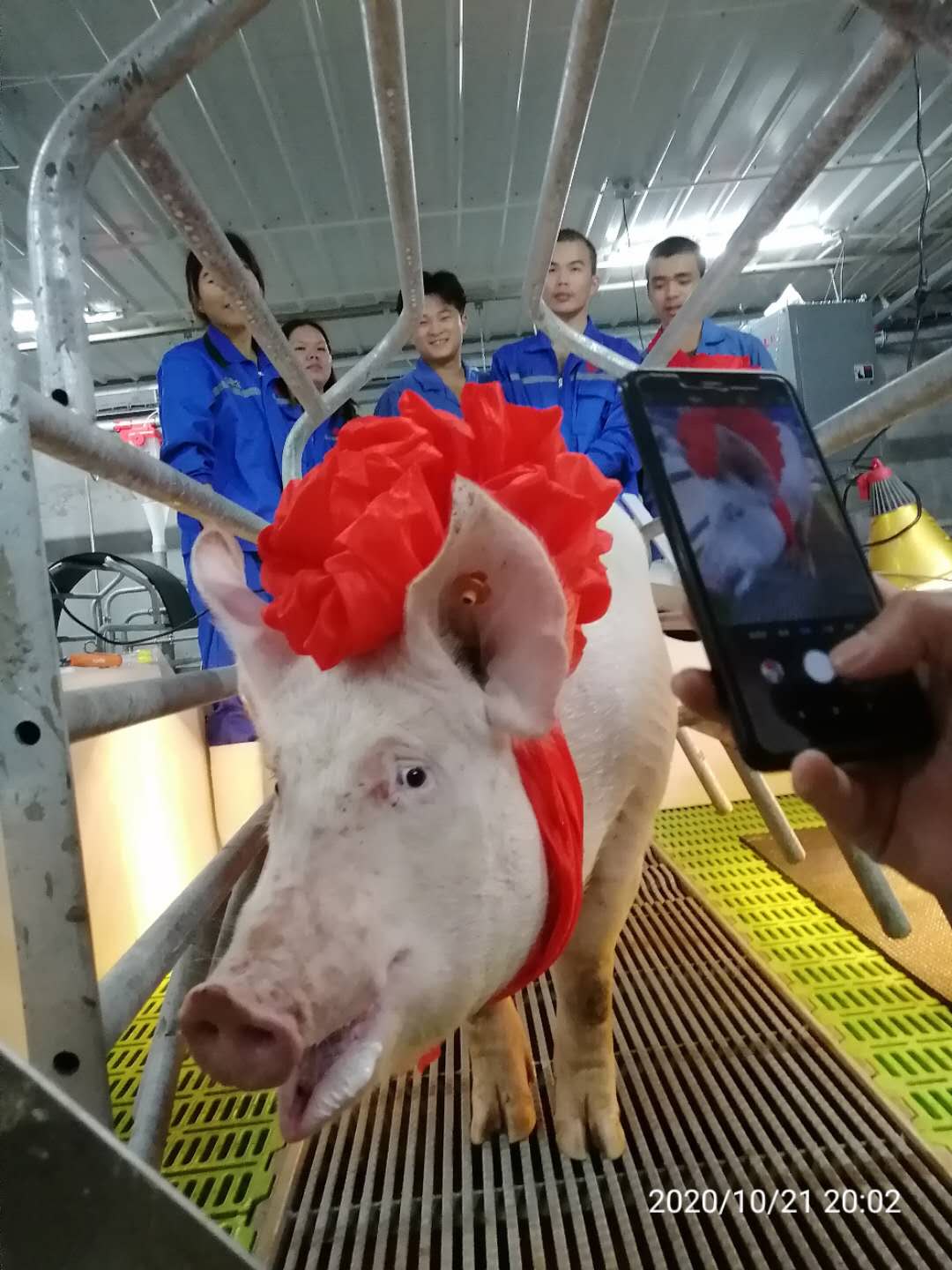 熟妇丰满多毛的大隂户