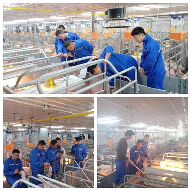 熟妇丰满多毛的大隂户