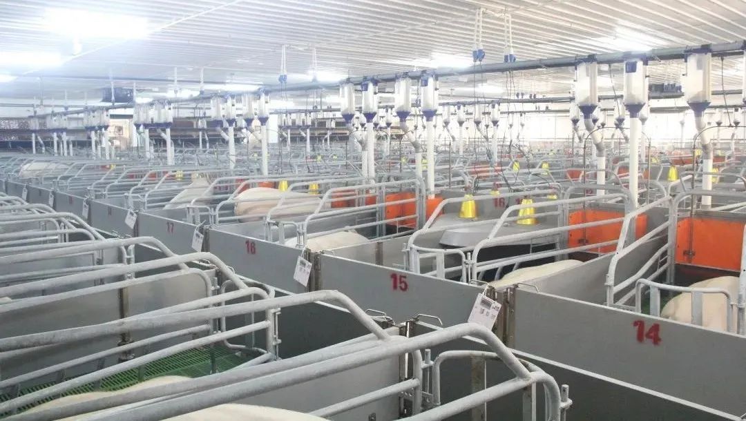 熟妇丰满多毛的大隂户