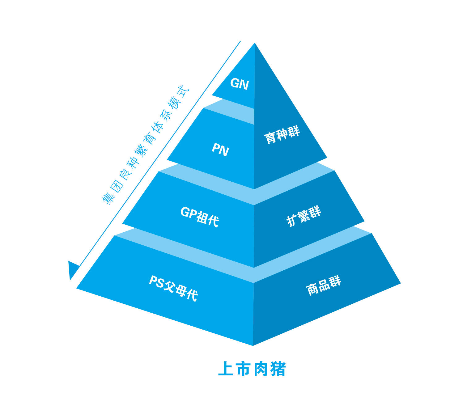 熟妇丰满多毛的大隂户