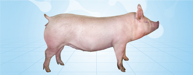 熟妇丰满多毛的大隂户