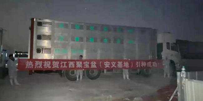 熟妇丰满多毛的大隂户