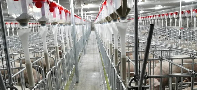 熟妇丰满多毛的大隂户