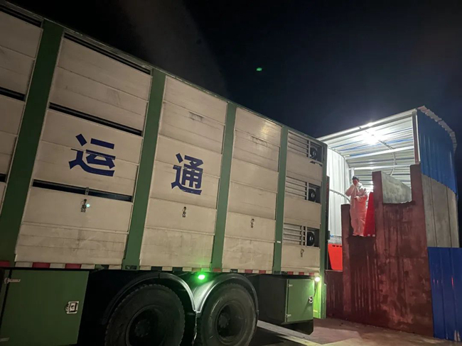 熟妇丰满多毛的大隂户